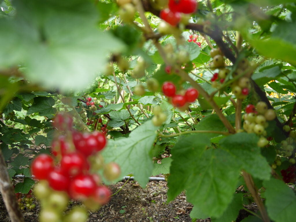 cultiver notre jardin